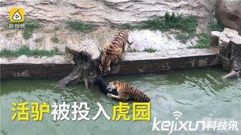 大驴爆料胜仔视频大全最新,胜仔视频大全精彩瞬间大盘点